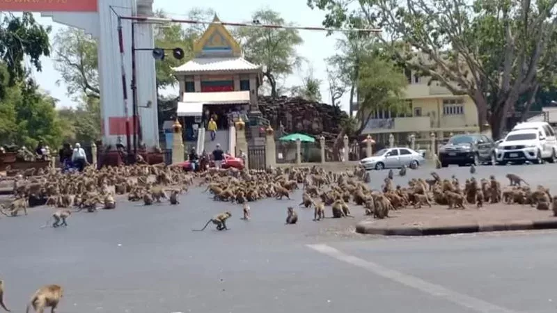 Mich laust der Affe: Hunderte hungrige Primaten machen in Thailand die Stadt unsicher