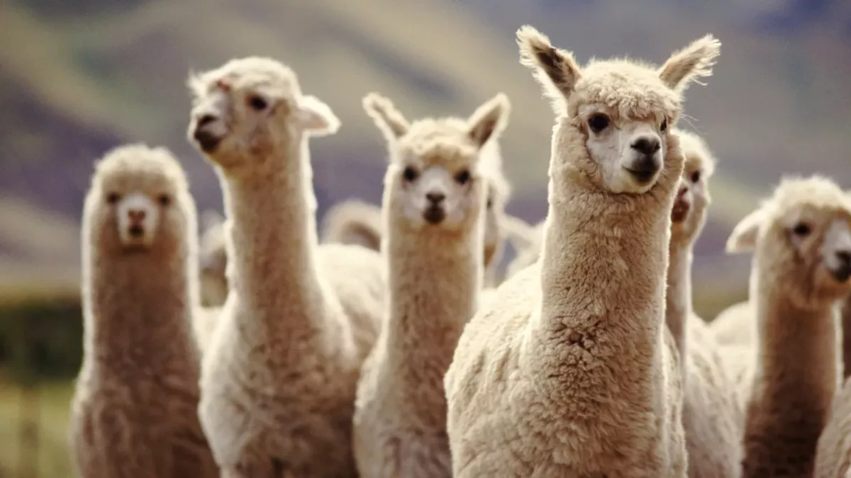 Mit Lamas gegen Covid-19