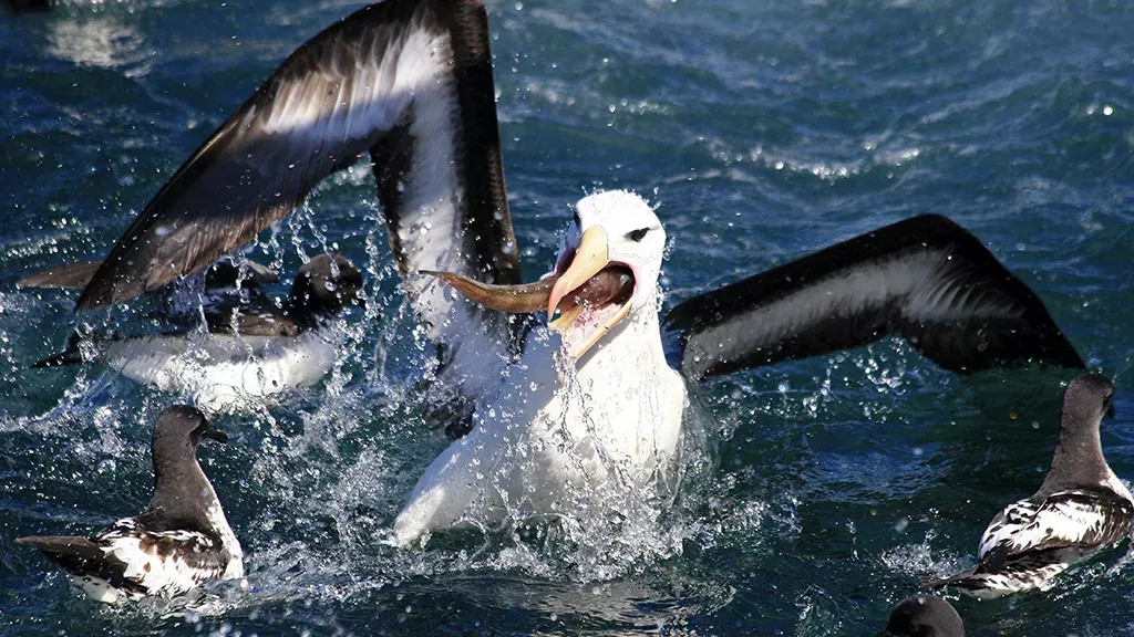 Mithilfe von Albatrossen soll jetzt der illegale Fischfang gestoppt werden