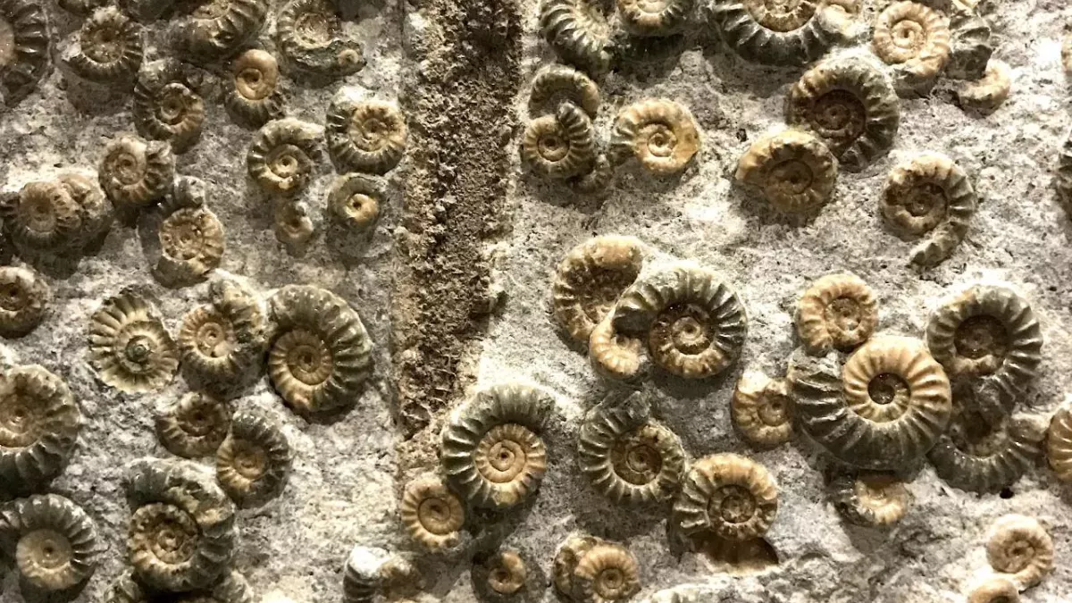 Neue 99 Millionen Jahre alte Tierart in Bernstein entdeckt