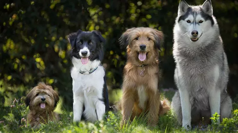Neue Hundestudie