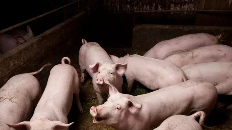 Neuer Schweinegrippevirus in China entdeckt