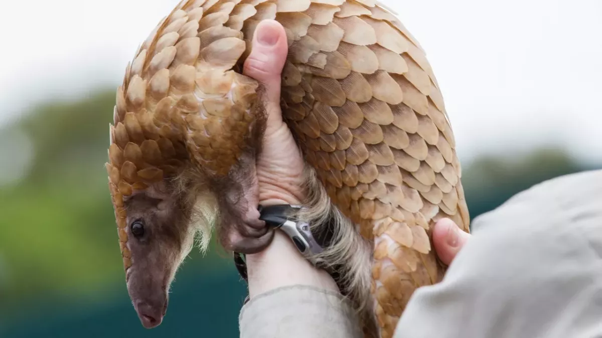 Pangolin