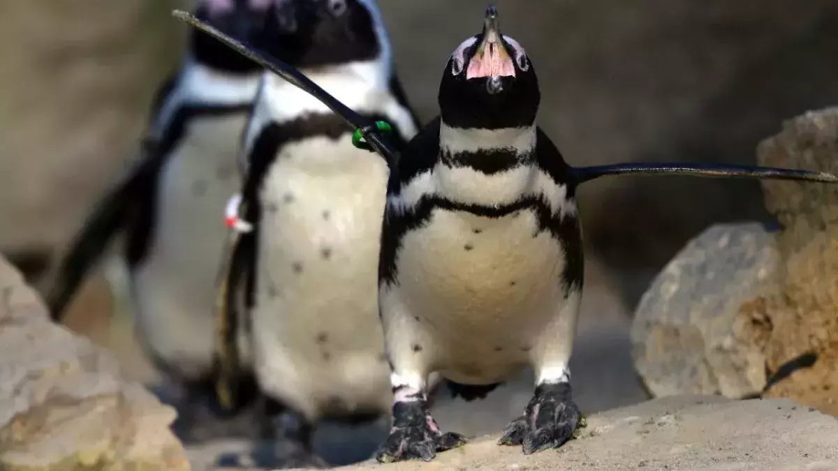 Pinguine 