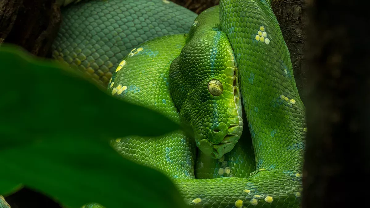 Queimada Grande: Brasilianische Insel wird von gefährlichen Schlangen erobert.