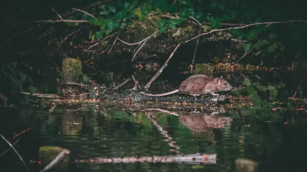 Ratten mit Omikron