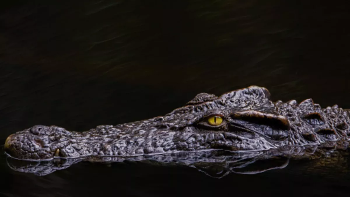 Reste eines Dinosauriers im Magen eines Krokodils gefunden