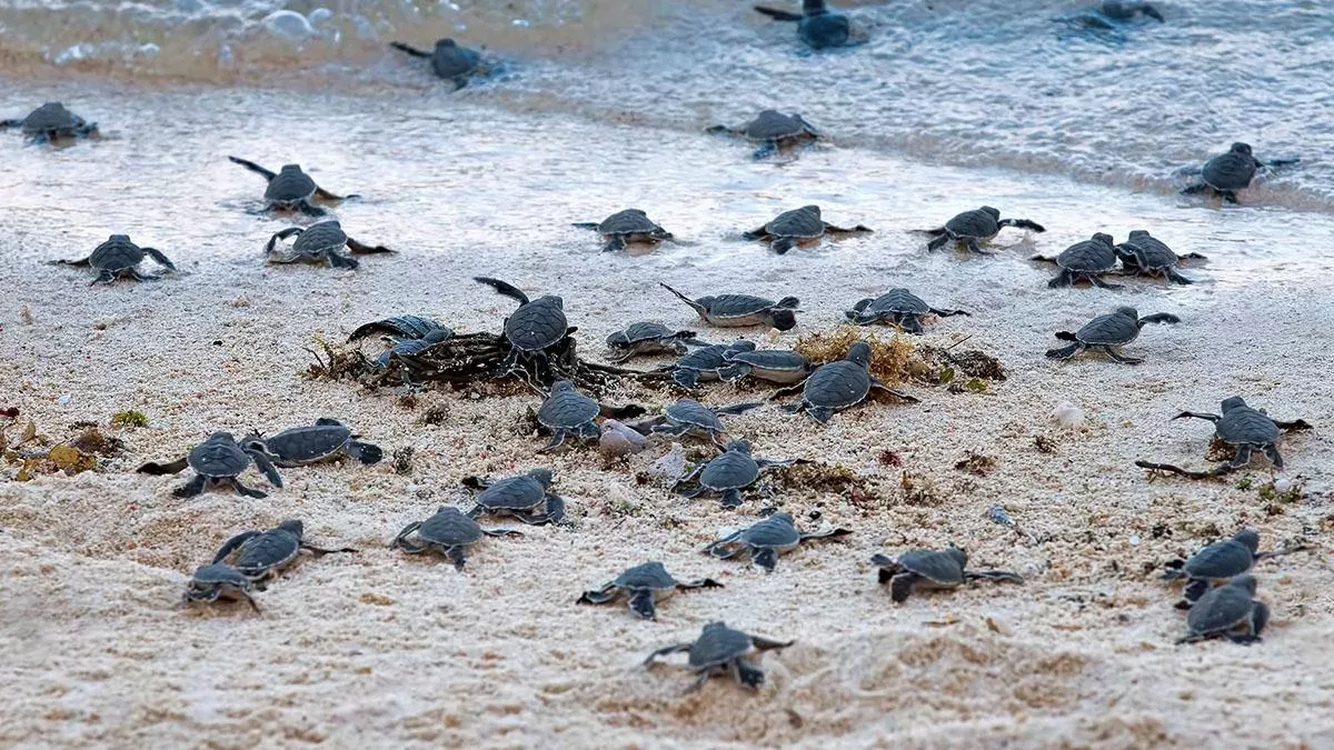 Schildkröten