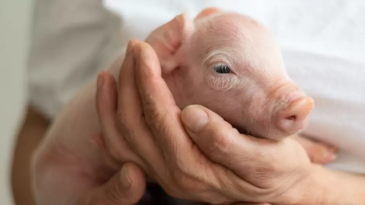 Schwein-Affen-Hybrid