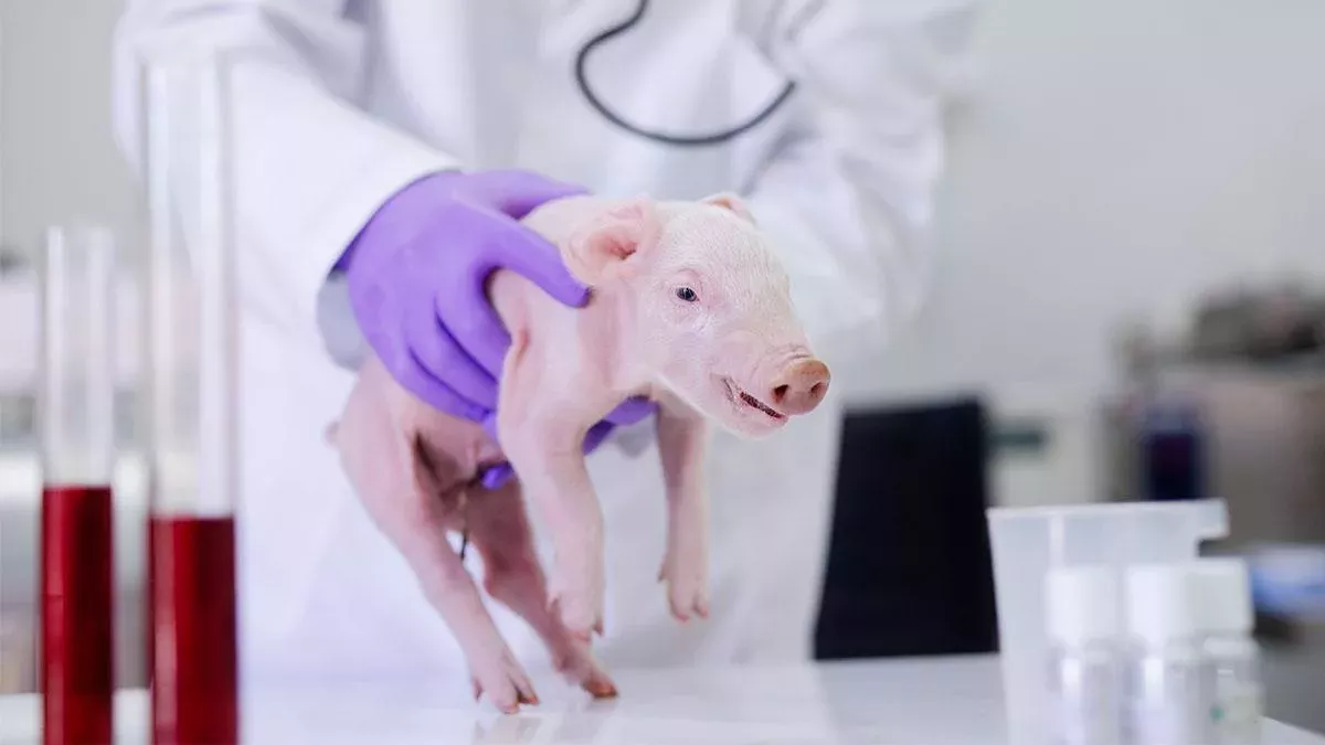 Schwein im Labor gezüchtet