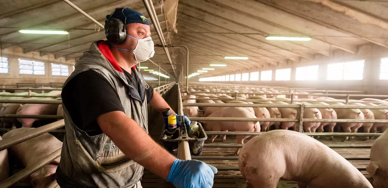 Schweineerreger aus China