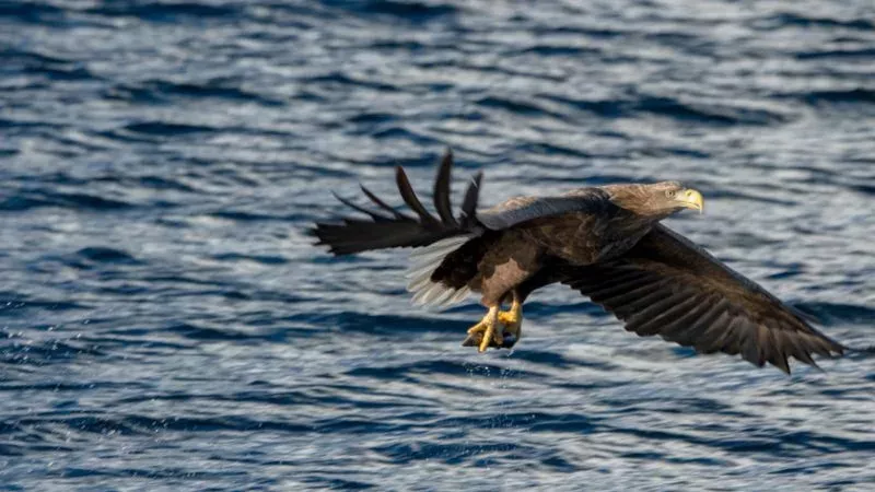 Seeadler kehren nach 100 Jahren zurück