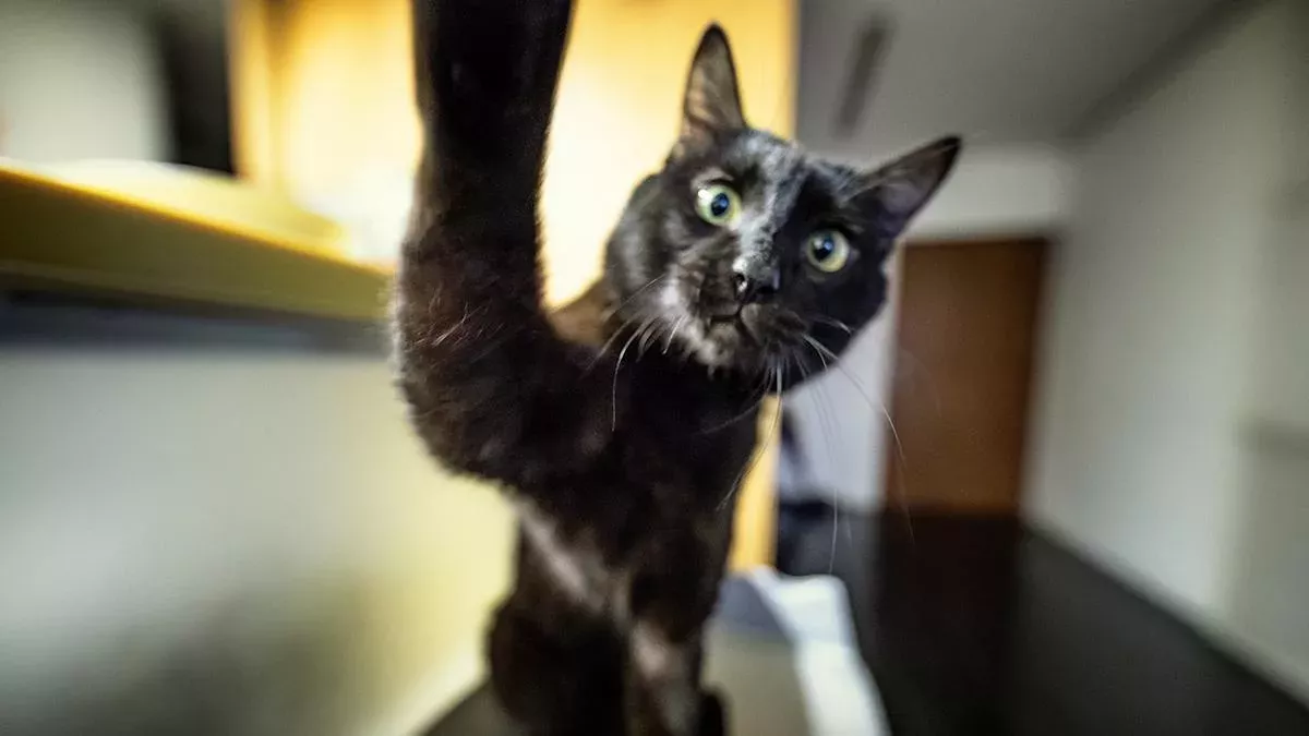 Seine Katze sucht sich einen außergewöhnlichen Schlafplatz