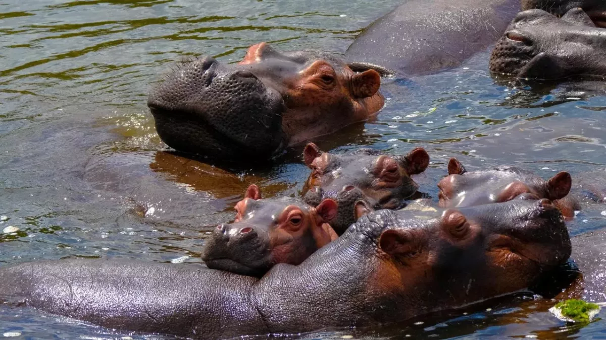 Seit Escobars Tod ist die Zahl seiner Hippos von vier auf 80 gestiegen
