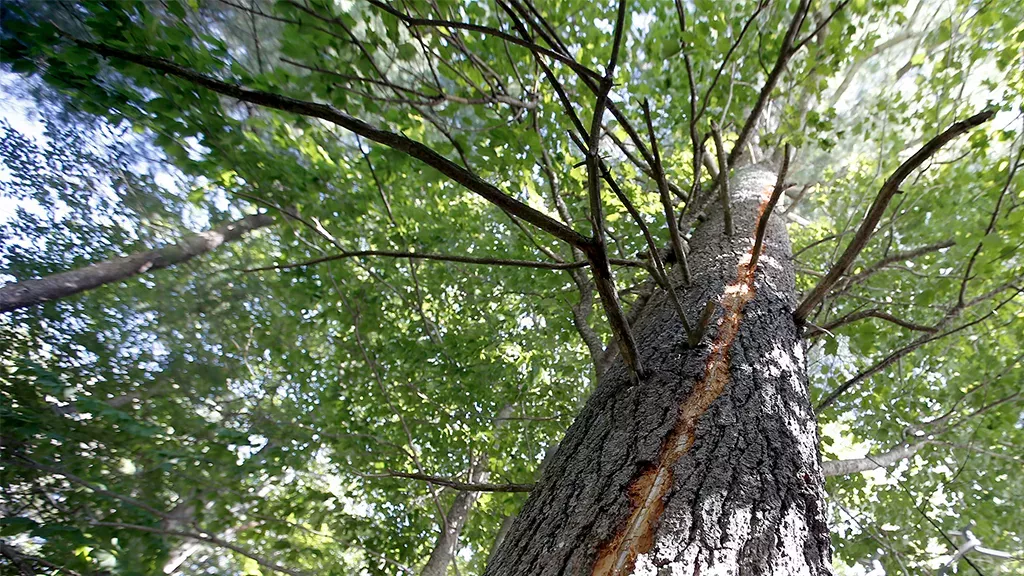 Seltenes Naturschauspiel: Nach Blitzschlag brennt Baum im Inneren