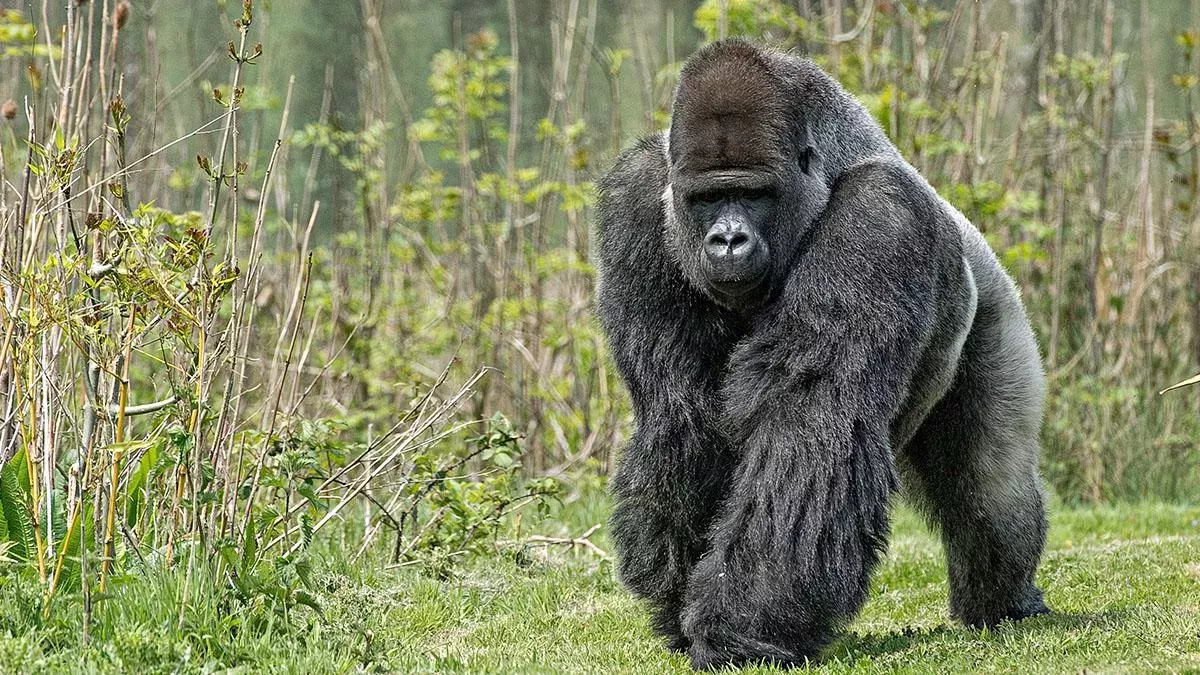 Seltenster Großaffe der Welt zum ersten Mal fotografiert