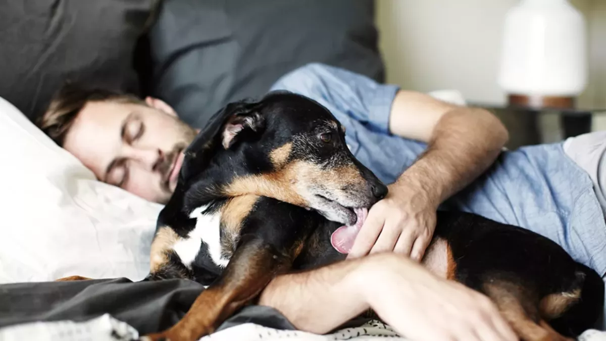 So beeinflusst die Gegenwart eines Hundes im Zimmer unseren Schlaf