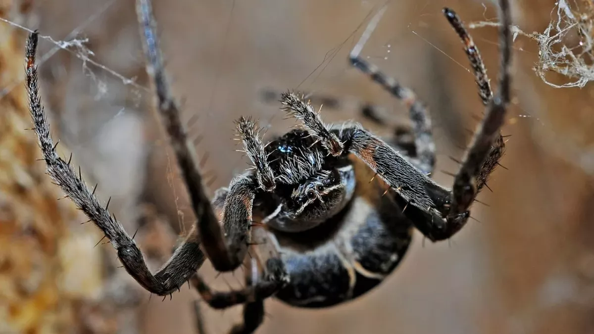 Spinne, die mit ihrem Biss eure Haut zum Verwesen bringt