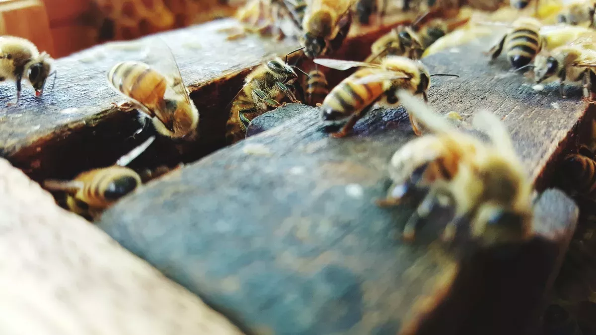 Spinne und Bienen treten gegeneinander an