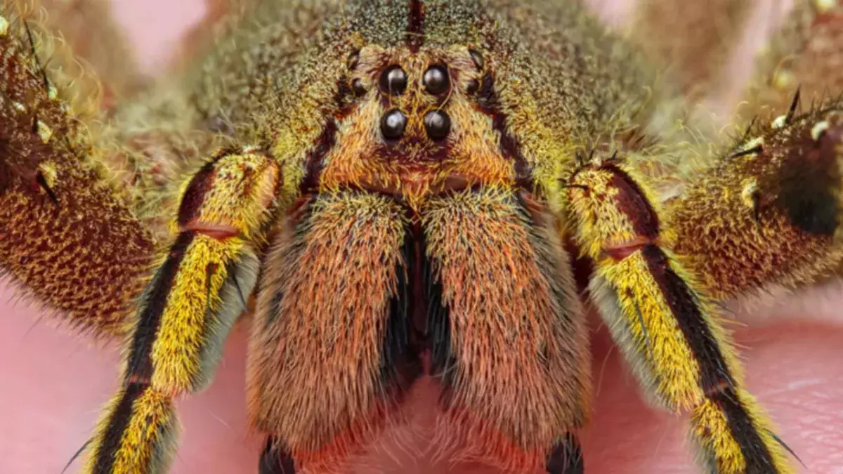 Spinne
