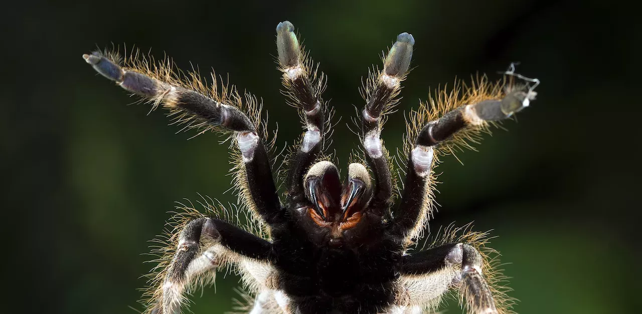 Spinne