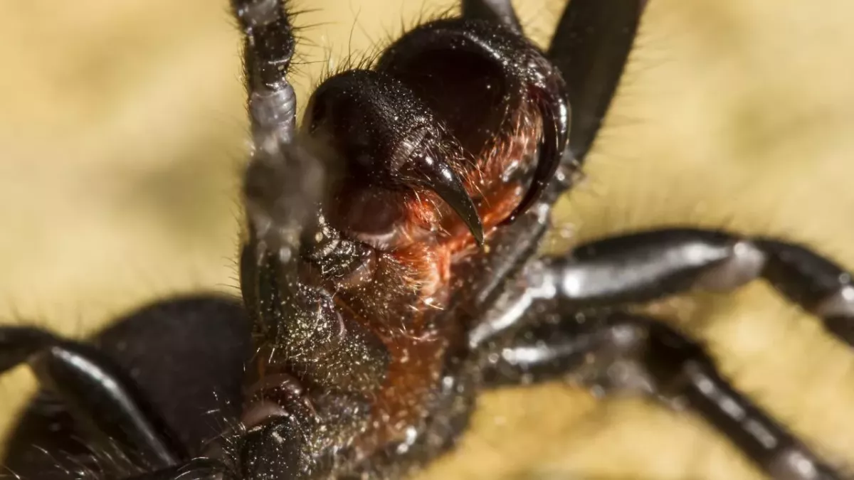 Spinne