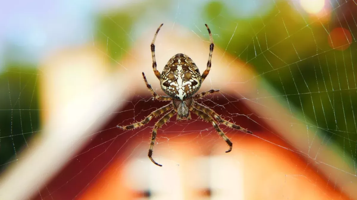 Spinne