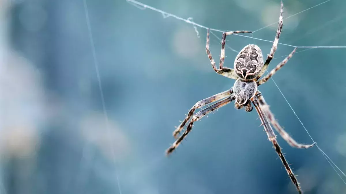 Spinnen-Invasion im Winter