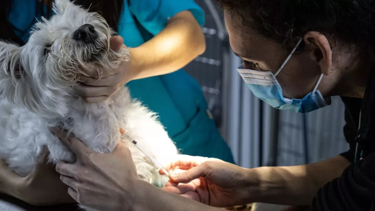 Studie an Hunden zeigt: Luftverschmutzung beeinflusst die männliche Fruchtbarkeit