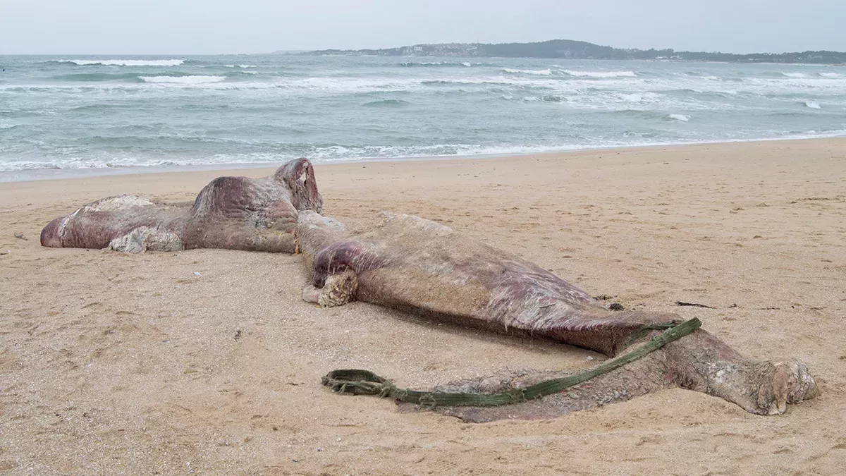 Symbolbild: Ein Seeungeheuer am Strand