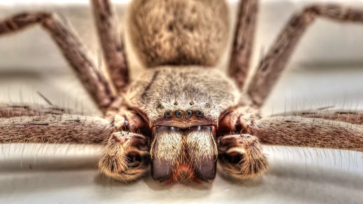 Symbolbild: Spinne Charlotte kämpft um einen besseren Ruf für Spinnen