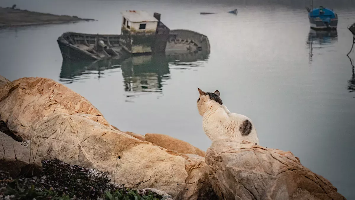Tiere bevölkern die radioaktive Zone wieder.