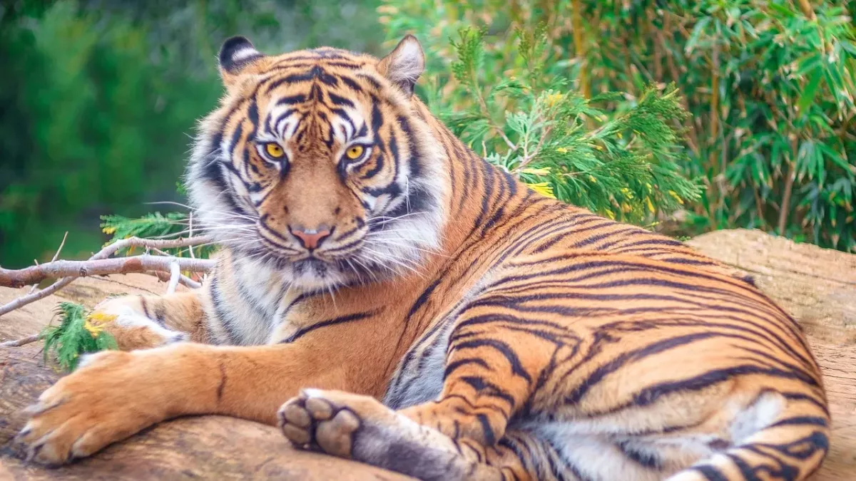 tiger, félin, chat, sauvage, animal, animal de compagnie, nature, predator, dangereux, espèces en voie de disparition, voir