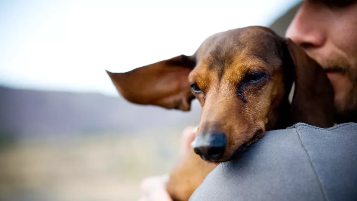 Wegen Umweltverschmutzung: Männer und Hunde leiden unter der gleichen Dysfunktion