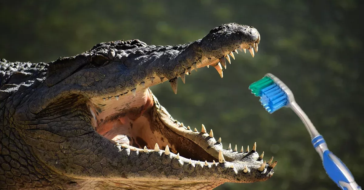 Zähne beim Krokodil