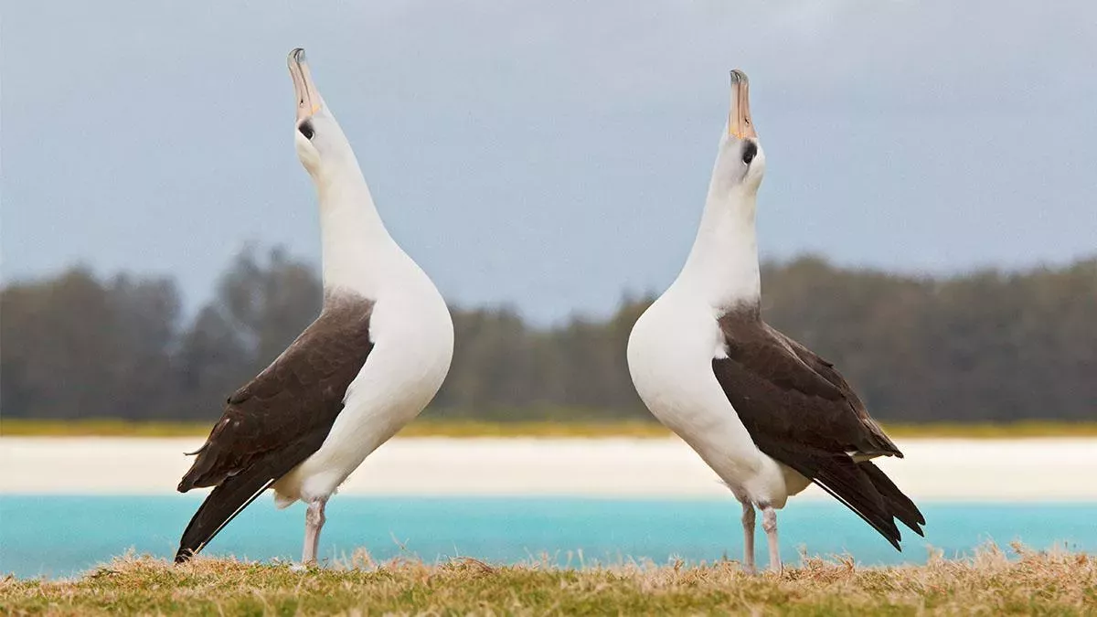 Zwei Albatrosse schauen in den Himmel