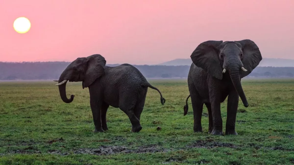 Herzzerreißend: Das macht ein Elefant, bevor er stirbt