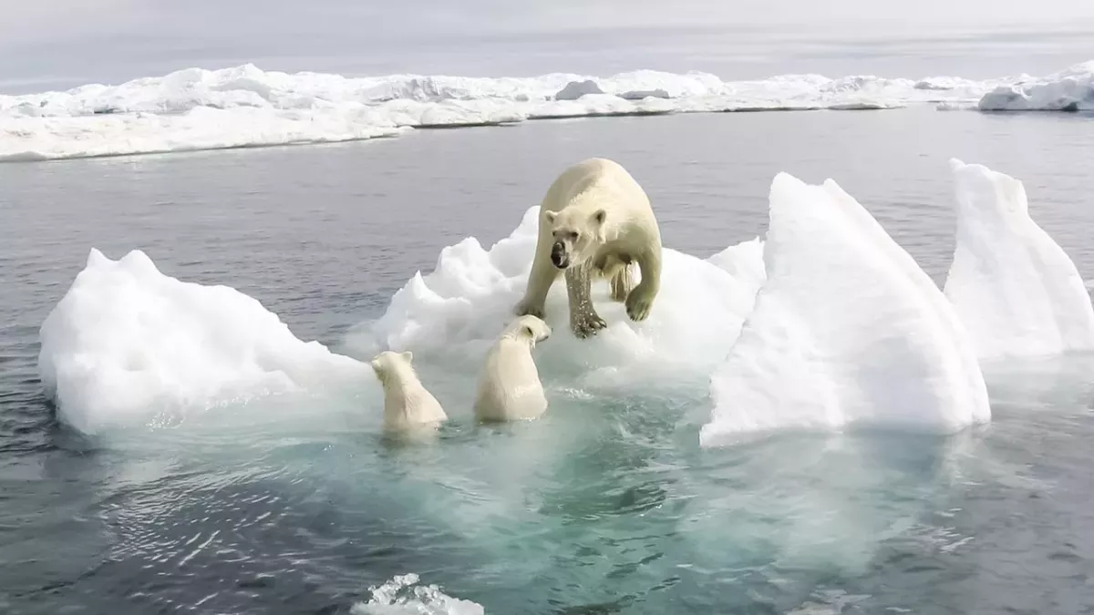 Klimawandel: Drei erschreckende Fakten zum Verbleib der Eisbären
