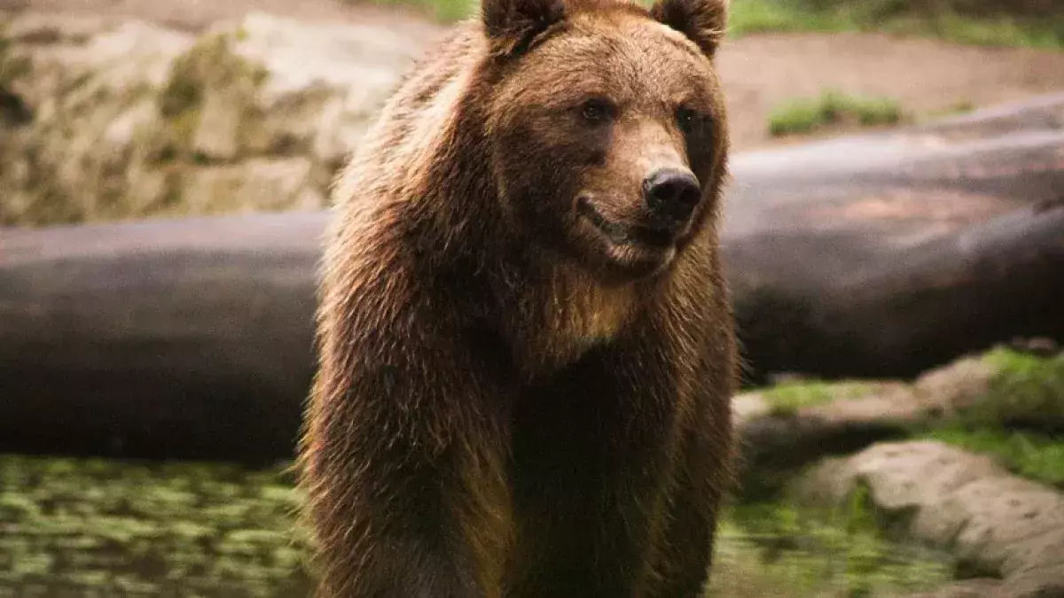 mammifère, faune, la nature, animal, sauvage, prédateur, parc, fourrure, grizzly bear, grand, zoo, majestic, dangereux, magnifique, ours, ours, ours, ours, ours, ours