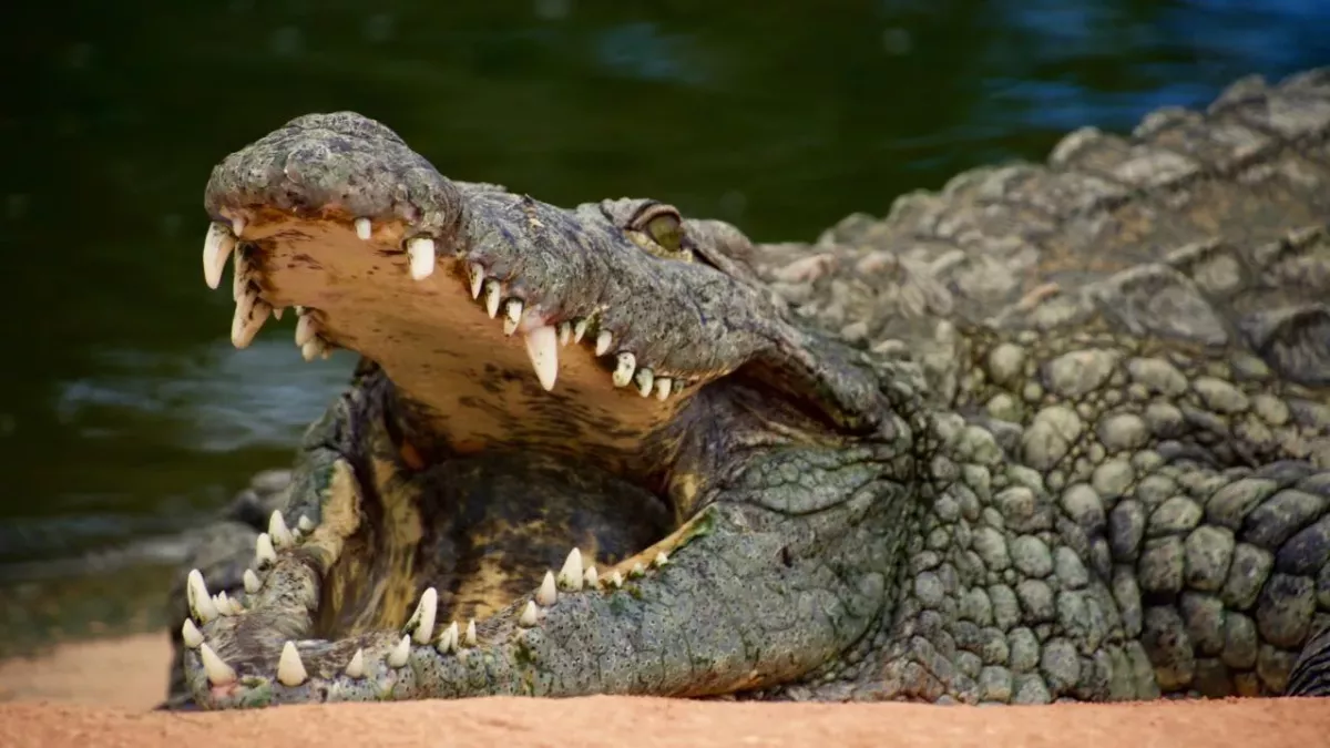 Monster-Kreatur: Mit 120 Jahren ist Cassius das weltweit längste Krokodil in Gefangenschaft (Video)