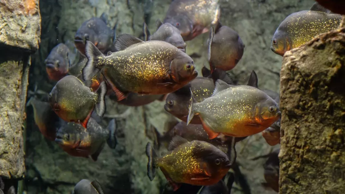 Piranhas, Angriff, tödlich, blutrünstig
