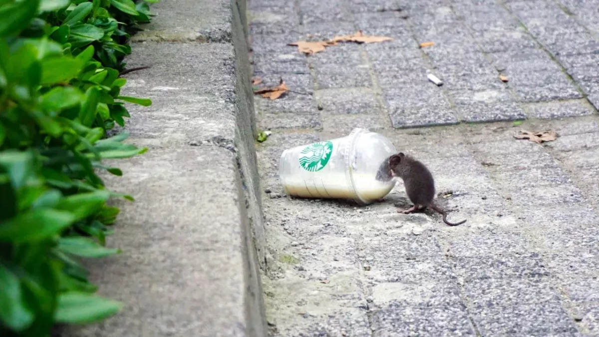 Ratten, Stadt, die meisten Ratten