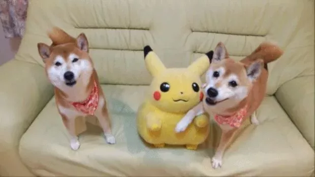 Genial! Dieses Tierheim profitiert vom Pokémon GO-Hype!