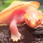 Albino-Schildkröte Hope gibt Besitzer Hoffnung