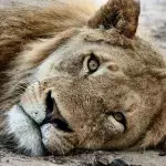 Ausgehungerte Löwen im Zoo: Aktivist schenkt nun erste Hoffnung