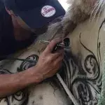 Benjamin Lloy tätowiert auch Tiere