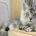 Besitzerin der größten Katze der Welt erschreckt mit diesem gemeinsamen Foto