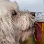 Brauerei bietet Freibier, wenn ihr jetzt einen Hund adoptiert.