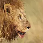 Das ist die Top 10 der gefährlichsten Tiere der Welt