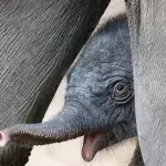Püppi ist tot nach 10 Tagen! Jetzt stellen sich alle im Zoo diese eine Frage